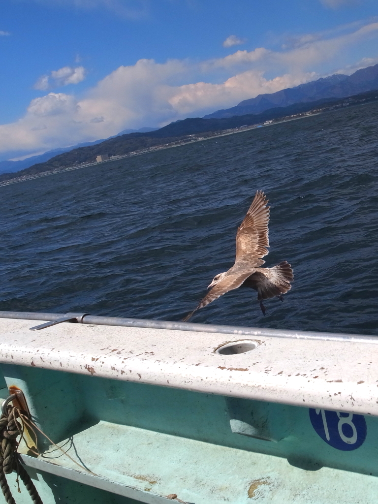 俺の魚を狙うな！！