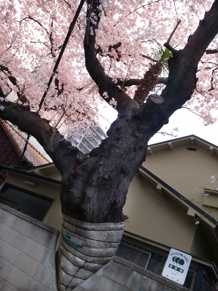 塀壊してまで保存される好待遇