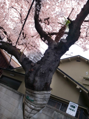 塀壊してまで保存される好待遇