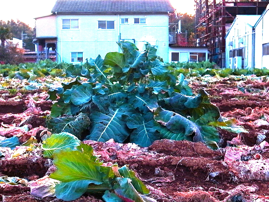 キングダイコンが現れた！
