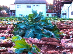 キングダイコンが現れた！