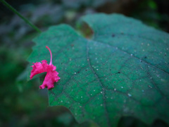 ピンクの花