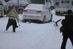 カモメの餌付け