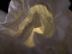 きれいなおむつ