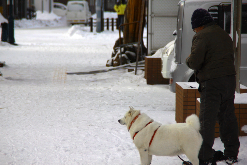 いぬがもこもこ