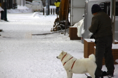 いぬがもこもこ