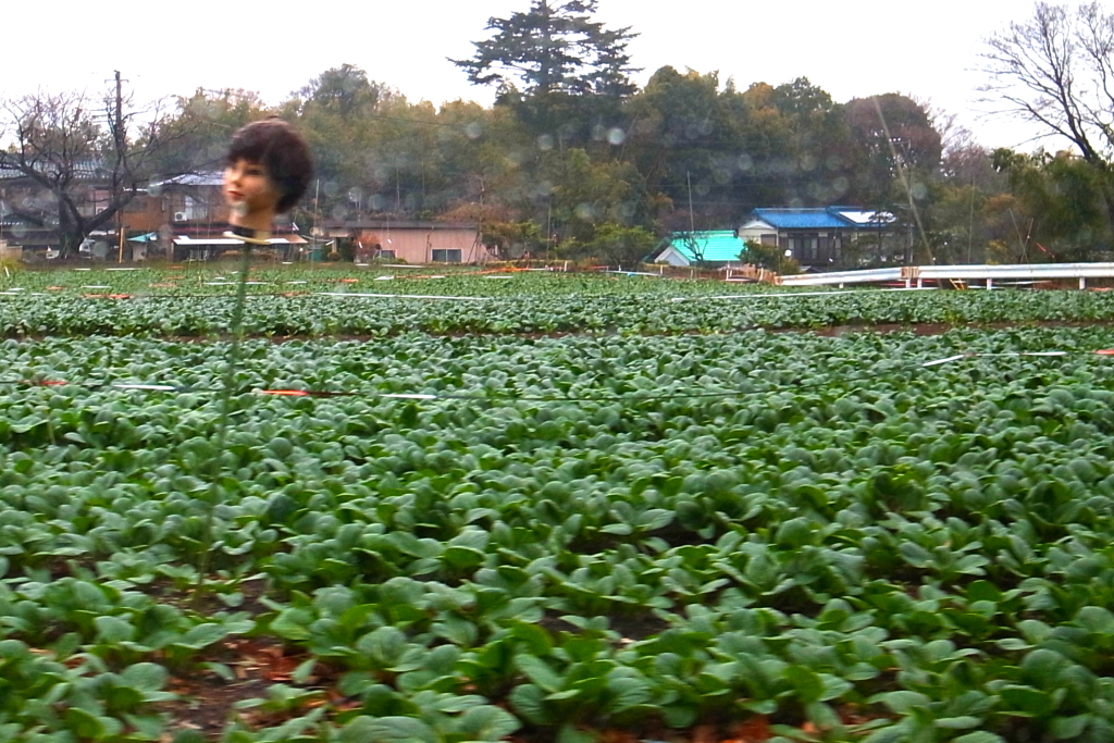 運転中横見たら首があって思わずシャッター切った