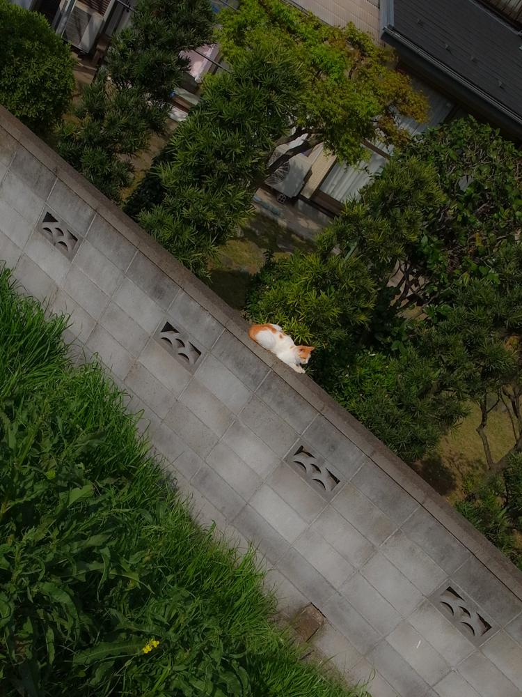 にゃんこ