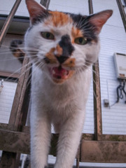 にゃー