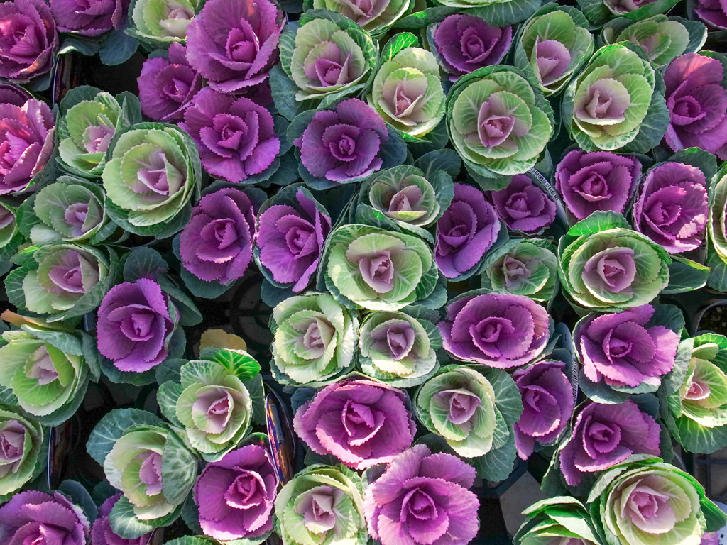 コレ喰えんの？