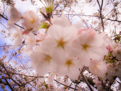 花見いってきたよー