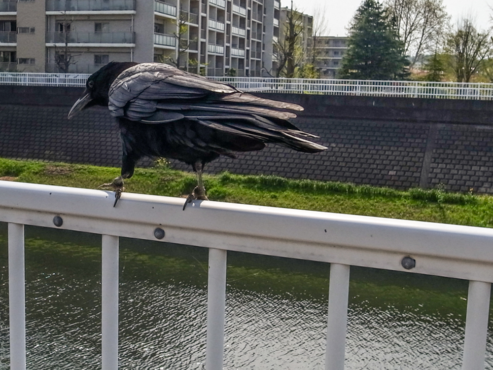 カラス