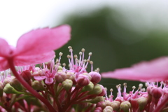 アジサイの花