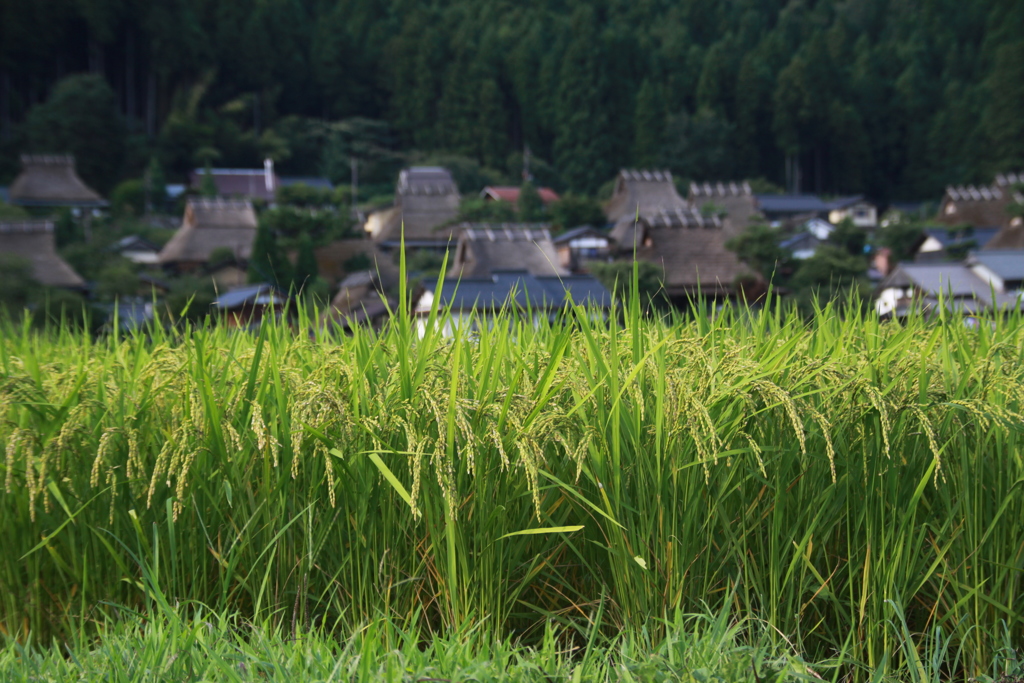 美山