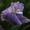 菖蒲