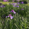 菖蒲