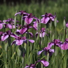 菖蒲