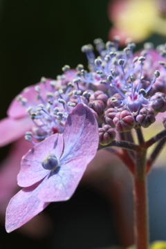 晴れた日の紫陽花