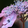 晴れた日の紫陽花