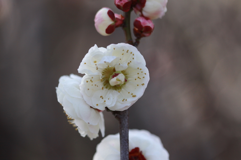 花の中の蕾