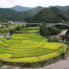 あらぎ島