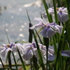 菖蒲