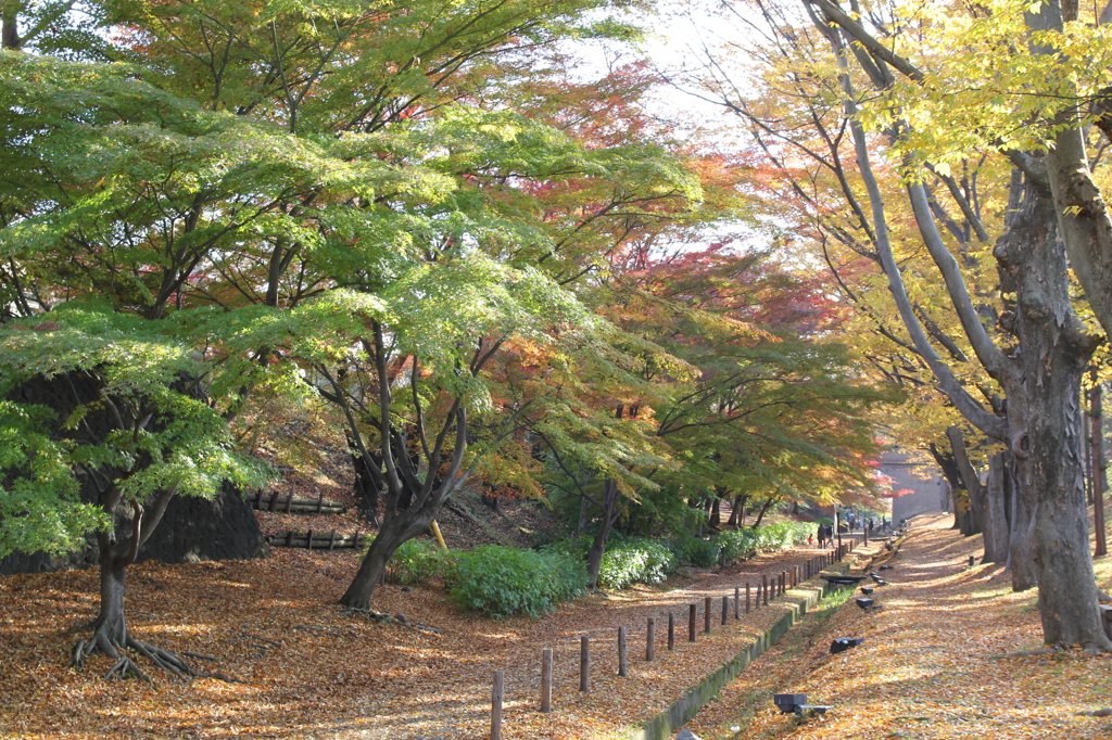 上田城址公園　ケヤキ並木