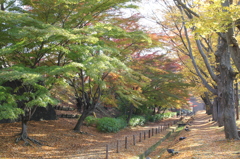 上田城址公園　ケヤキ並木