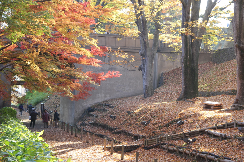 上田城址公園　ケヤキ並木