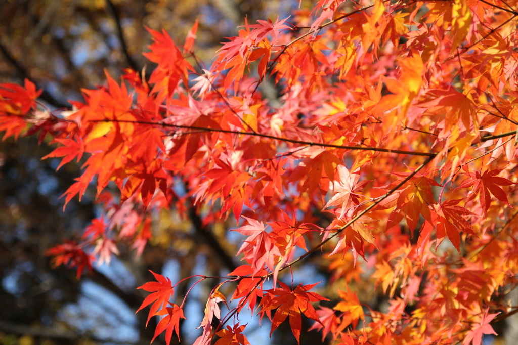 上田城址公園　紅葉