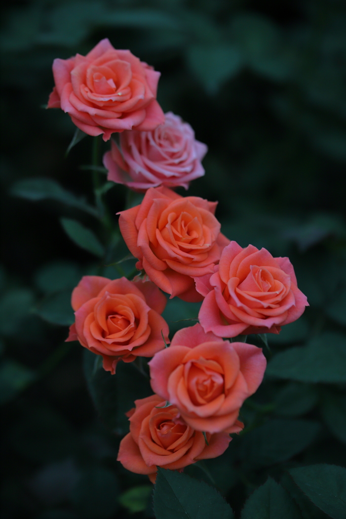 北斗七薔薇