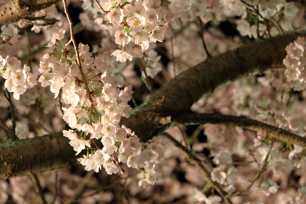 夜桜