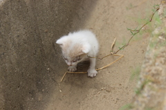 野良猫