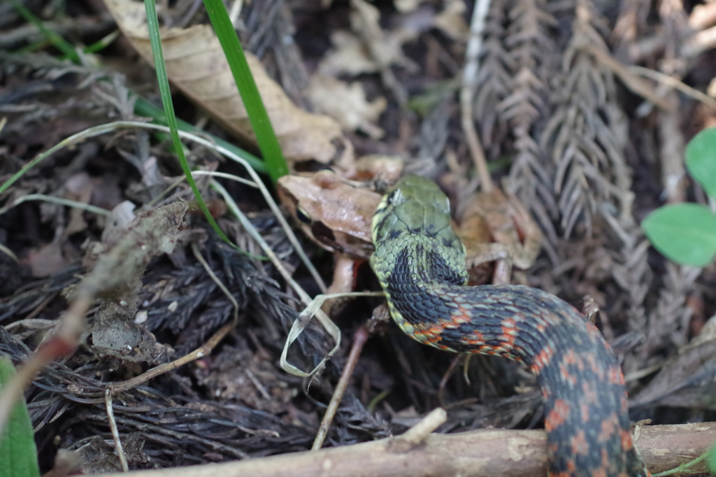 ヤマカガシ、カエルを喰らう