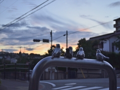 動かぬ鳥も夕景観賞
