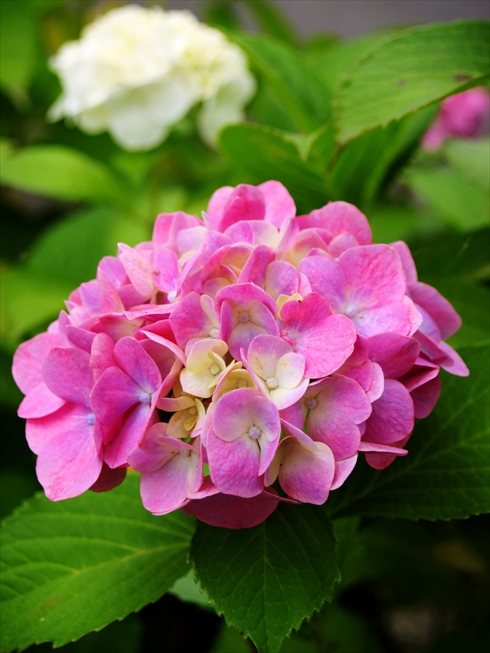 紫陽花