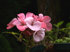 P4304559