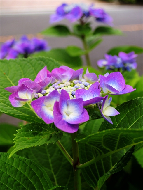紫陽花