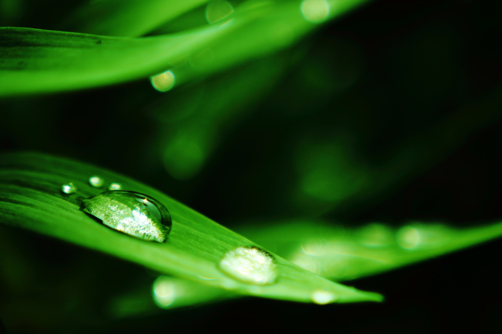 水玉
