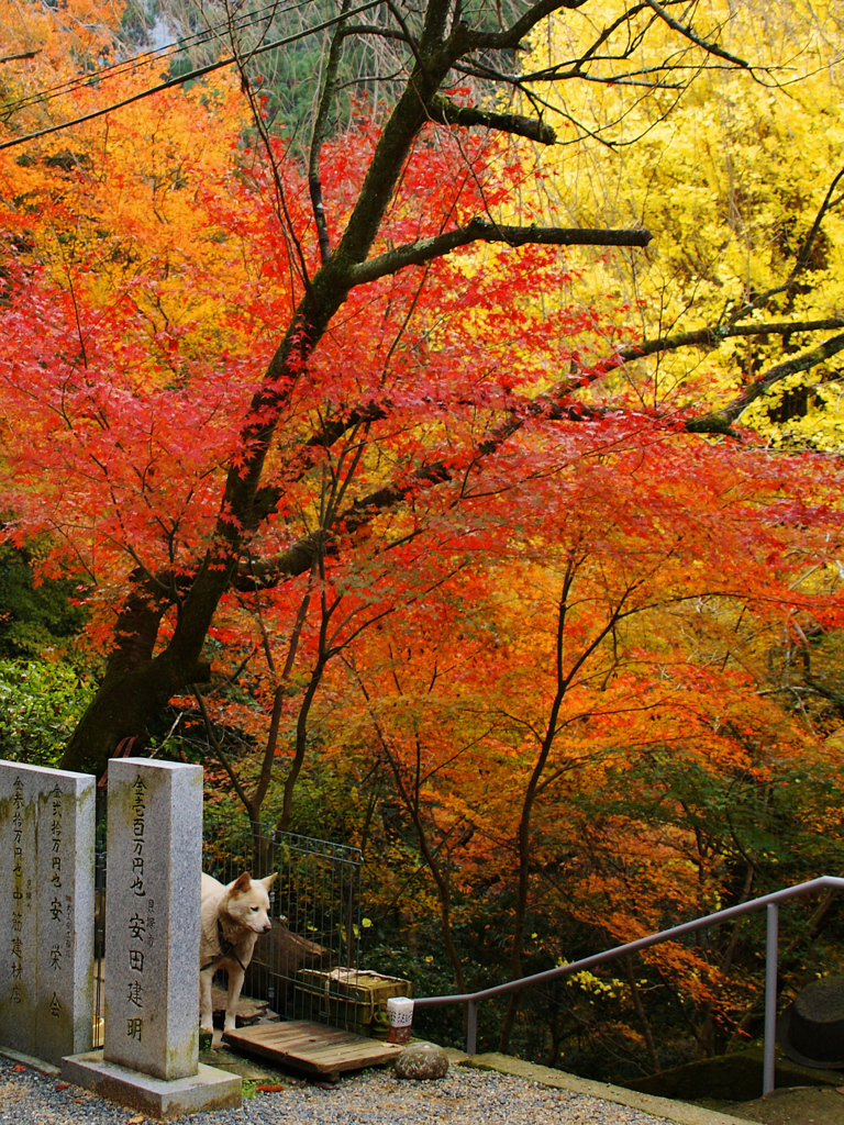 紅葉は見ない