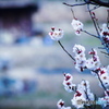 『 名のみの春 』