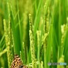 共に豊かな実りを目指して　Ⅱ