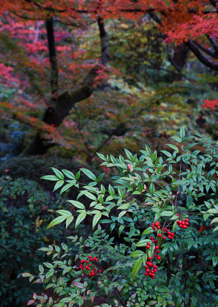 『 紅実 』