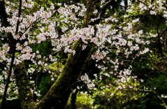 『 葉桜へ 』