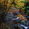 私も 『秋』 撮ってきました。