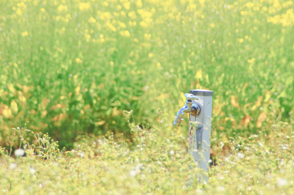 『 初夏の気配 』