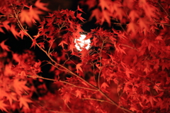 紅葉の中の満月