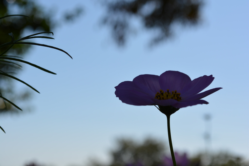 秋桜２