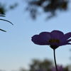 秋桜２