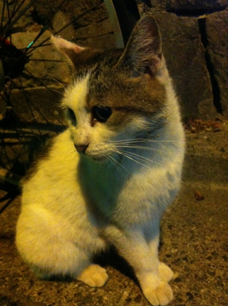 Photo 23